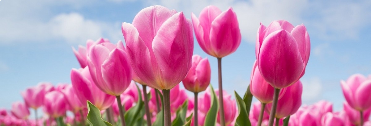 Floria